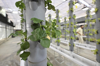 Topraksız dikey tarım uygulamaları enerjide tasarruf ve yüksek verimlilikle geleceğe umut oluyor