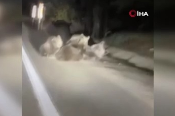 Uludağ'da vahşi doğanın en tatlı anı