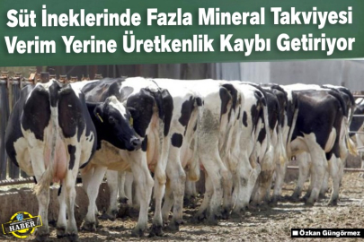 Süt İneklerinde Fazla Mineral Takviyesi Verim Yerine Üretkenlik Kaybı Getiriyor