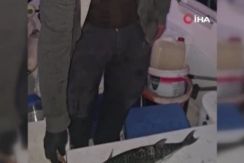 Gemlik Körfezi’nde benekli balon balığı şoku