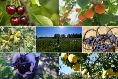 Türkiye tarımda 7 üründe dünya lideri oldu, 22 üründe ilk üçte yer aldı