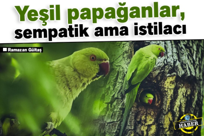 Yeşil papağanlar, sempatik ama istilacı