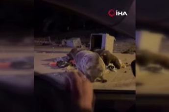 Uludağ’da ayı ailesine sucuk ziyafeti çekerken saldırıya uğradı