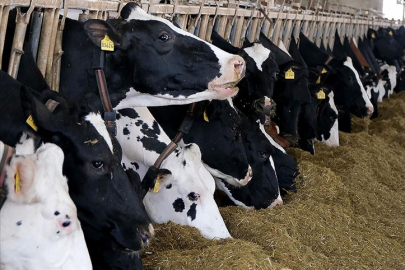 Türkiye'de et ve süt üretiminde arz sıkıntısı beklenmiyor