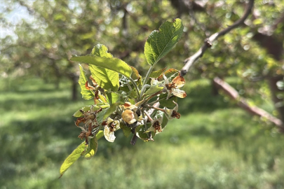Bu yıl yaşanan zirai don nedeniyle üreticilere 23 milyar liralık hasar tazminatı ödendi