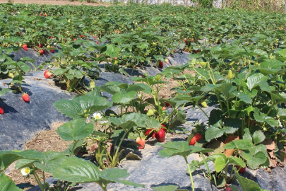Organik tarım üretimi 1,3 milyon tonu aştı