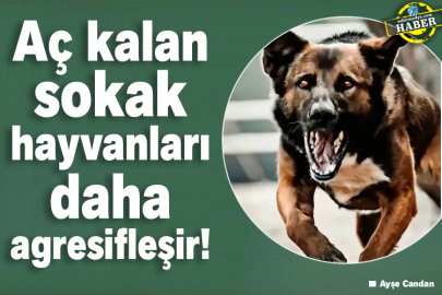 Aç kalan sokak hayvanları daha agresifleşir!