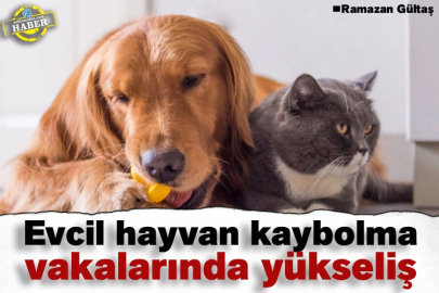 Evcil hayvan kaybolma vakalarında yükseliş