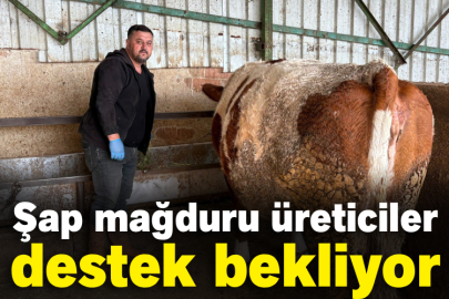 Şap mağduru üreticiler destek bekliyor