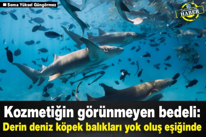 Kozmetiğin görünmeyen bedeli: Derin deniz köpek balıkları yok oluş eşiğinde