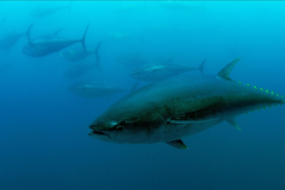Türkiye'nin mavi yüzgeçli orkinos kotası 3 bin 95 tona yükseldi