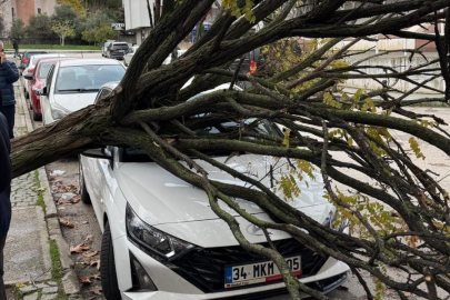 Bursa’da devrilen ağaç korku dolu anlar yaşattı