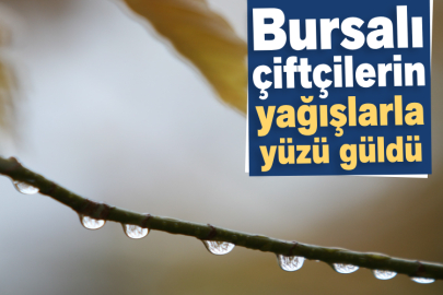 Bursalı çiftçilerin yağışlarla yüzü güldü