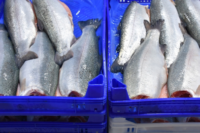 Doğu Karadeniz'in 11 aylık Türk somonu ihracatı 164 milyon doları aştı