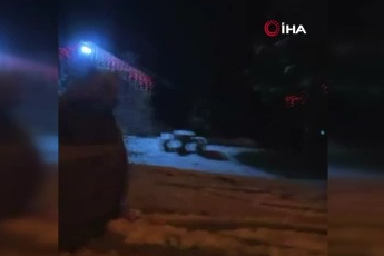 Kış uykusuna yatmayan ayılar böyle görüntülendi