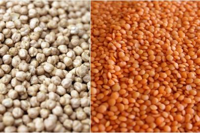 Türkiye-FAO öncü oldu, Nijerya'da ilk kez denenen nohut ve mercimek üretimi başarıya ulaştı