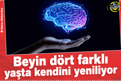 Beyin Dört Farklı Yaşta Kendini Yeniliyor