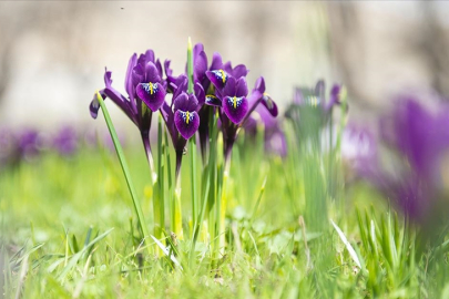İhracatı yasak ve kotaya tabi doğal çiçek soğanları belirlendi