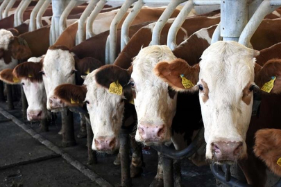 Toplanan inek sütü miktarı ekimde 895 bin 834 ton oldu