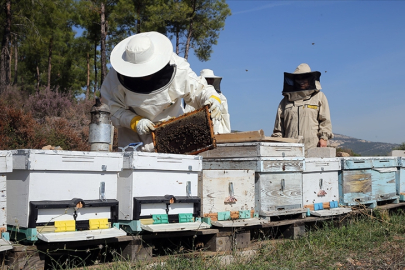 Uludağ’da arıcılar için bal ormanı
