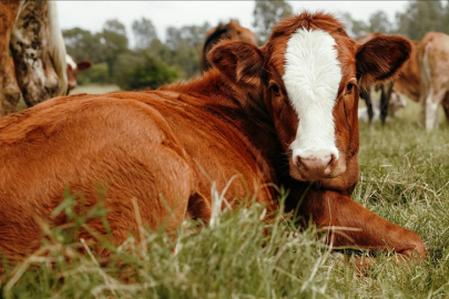 Hayvancılık işletmelerinde damızlık amacıyla kullanılacak hayvanlara ilişkin usul ve esaslar düzenlendi