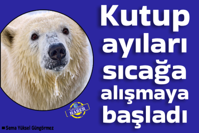 Kutup ayıları sıcağa alışmaya başladı
