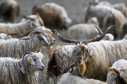 Tiftiğin ekonomiye kazandırılması için destek mekanizmaları geliştirilecek