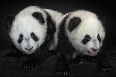 Japonya ikiz pandaların Çin'e dönmesiyle 50 yıl sonra pandasız kalacak