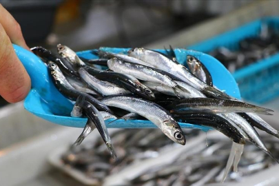 Türkiye'den 11 ayda 14,4 milyon dolarlık hamsi ihracatı yapıldı