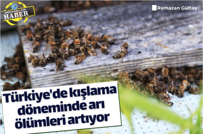 Kış aylarında arı ölümleri endişe verici boyuta ulaşıyor