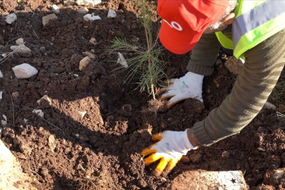 Enerji ve Tabii Kaynaklar Bakanlığı, Şırnak Gabar'da fidan dikim seferberliği başlattı