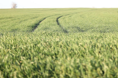 Trakya'da bu sene buğday erken boy attı