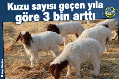 Kuzu sayısı geçen yıla göre 3 bin arttı