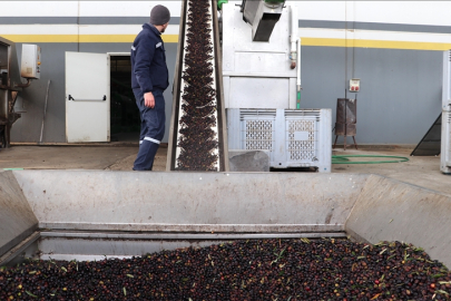 Devlet desteği ihracat yapmak isteyen zeytin ve zeytinyağı firmalarına kapı aralıyor