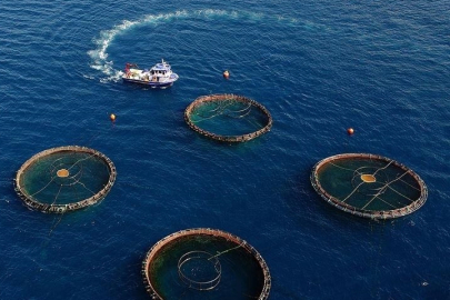 Doğu Karadeniz su ürünleri ihracatında hedefini büyütmek istiyor