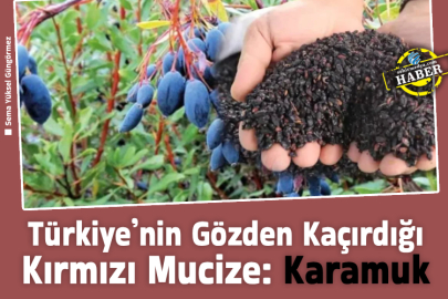 Türkiye’nin Gözden Kaçırdığı Kırmızı Mucize: Karamuk 