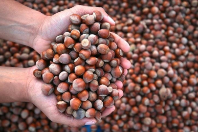 Türkiye 2025'te fındık ihracatından 2,2 milyar doların üzerinde gelir sağladı