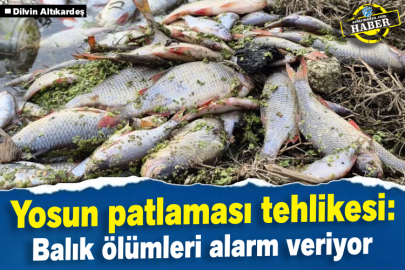 Yosun patlaması tehlikesi: Balık ölümleri alarm veriyor