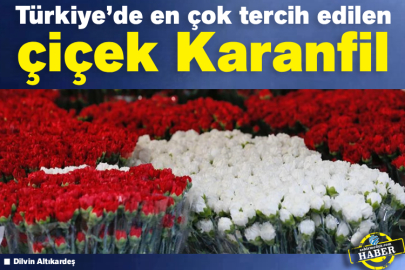 Türkiye’de en çok tercih edilen çiçek Karanfil 