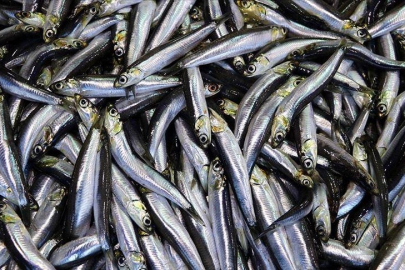 Hamsi 2025 yılında palamuttan tahtını geri aldı