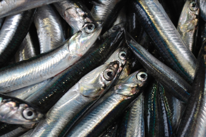 Hamsi ihracatından elde edilen gelir 2025'te yüzde 7 arttı