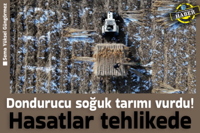 Dondurucu soğuk tarımı vurdu! Hasatlar tehlikede 