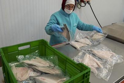 Karadeniz'in su ürünleri ihracatı geçen yıl 400 milyon doları aştı