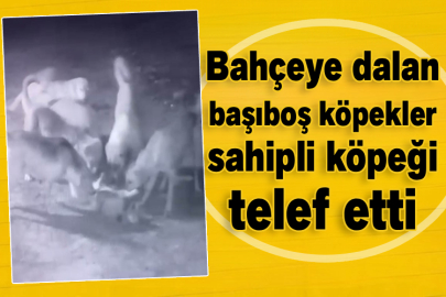 Bahçeye dalan başıboş köpekler sahipli köpeği telef etti
