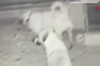 Bahçeye dalan başıboş köpekler sahipli köpeği telef etti