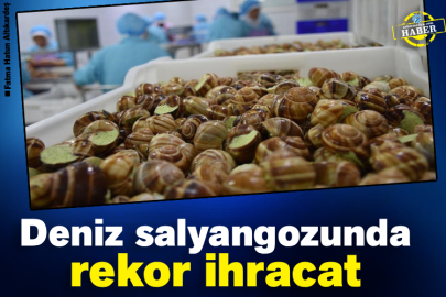 Deniz salyangozunda rekor ihracat