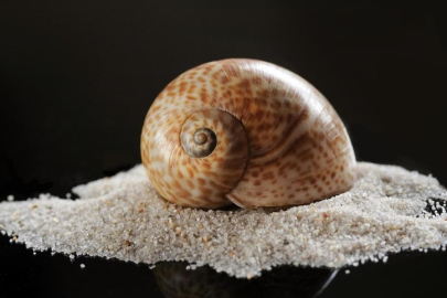 Deniz salyangozu ihracatı 2025'te 20,9 milyon doları aştı