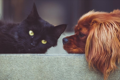 Kedi ve köpek maması sektöründe dışa bağımlılık 15 yılda önemli oranda azaldı