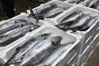 Marmara Denizi'nde torik bolluğu yaşanıyor