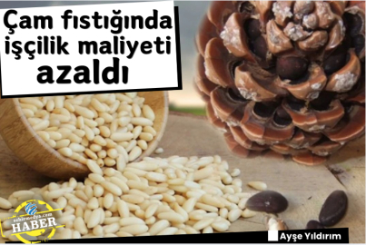 Çam fıstığında işçilik maliyeti azaldı 